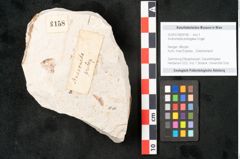 Foto (Objekt + Etikett) von Andromeda protogaea Unger (NHMW-GEO-2024-0188-8158)